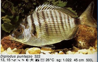 Diplodus puntazzo